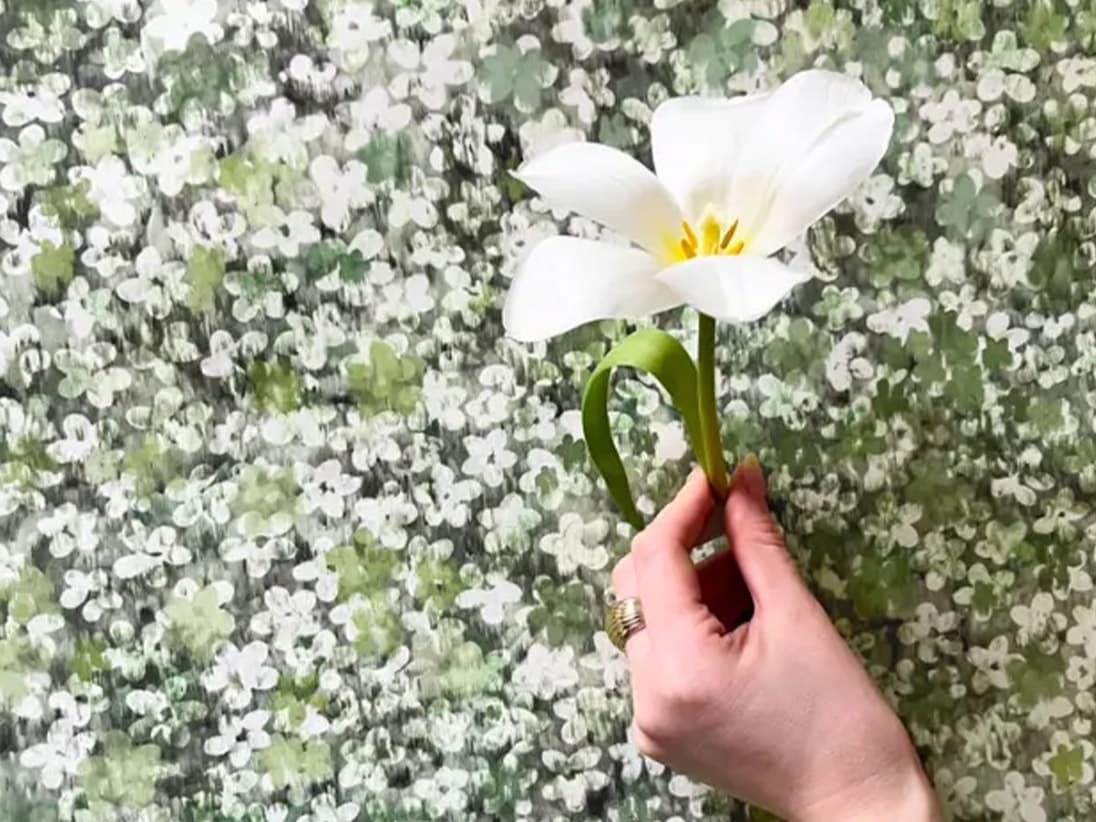 Majblomman Brainforest - film och foto
